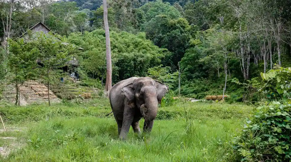 Phuket Elephant Sanctuary elephant roaming grasslands